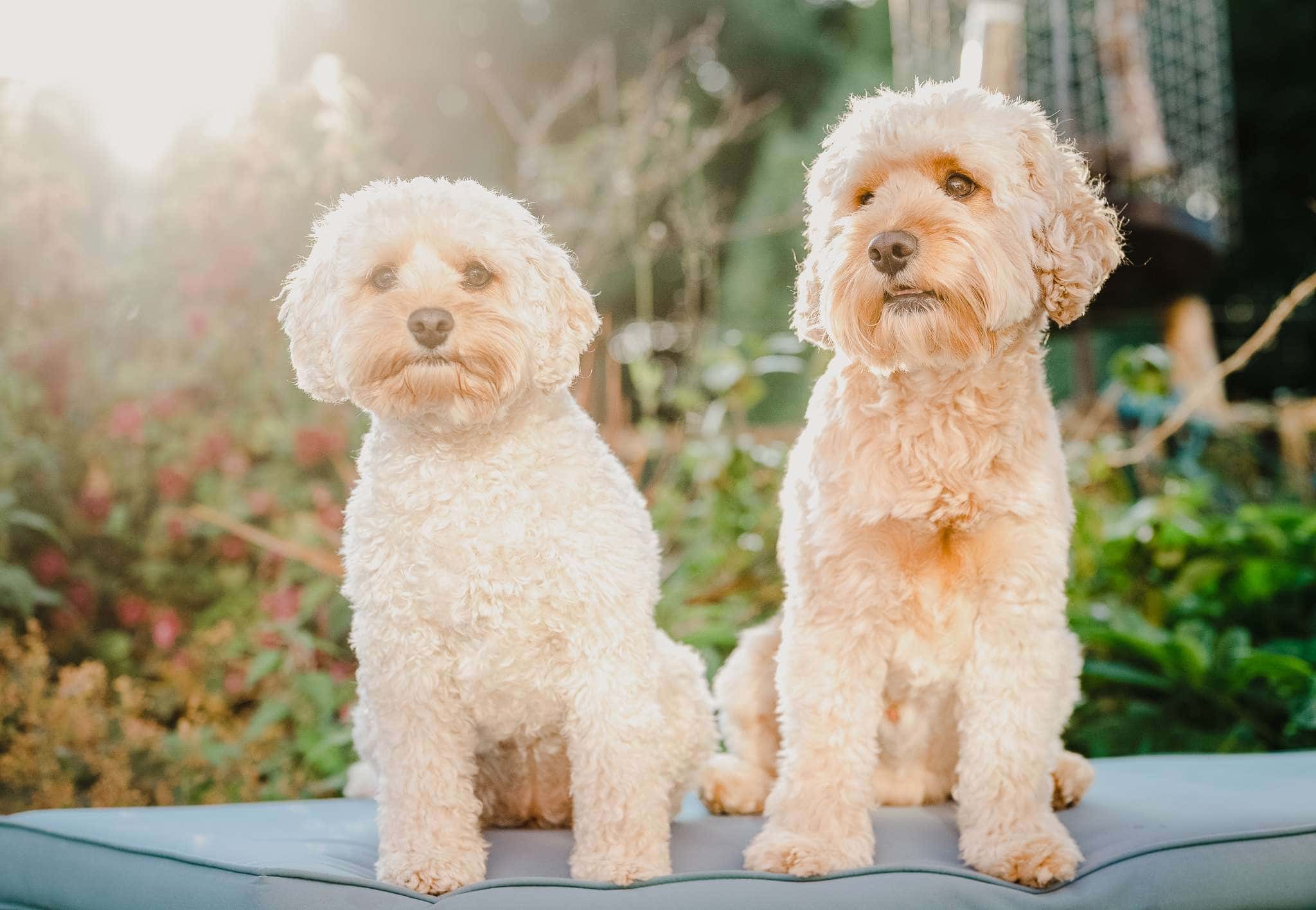 Wedding Day Dog Nanny