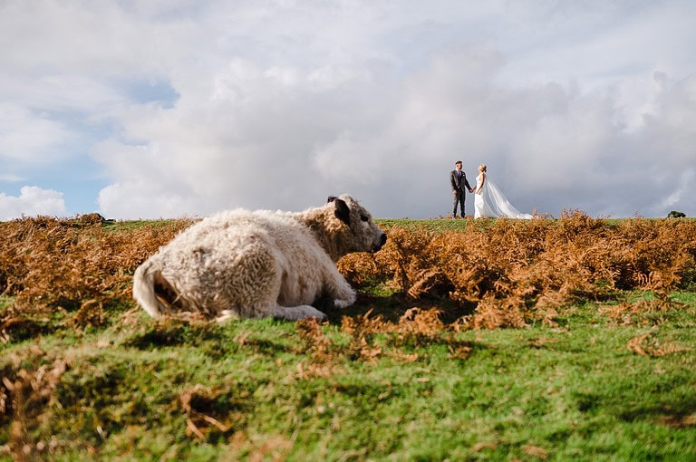 Wedding couple on Dartmoor having a photo with a sheep in the Foreground - Best Wow Factor Wedding Venues in Cornwall and Devon