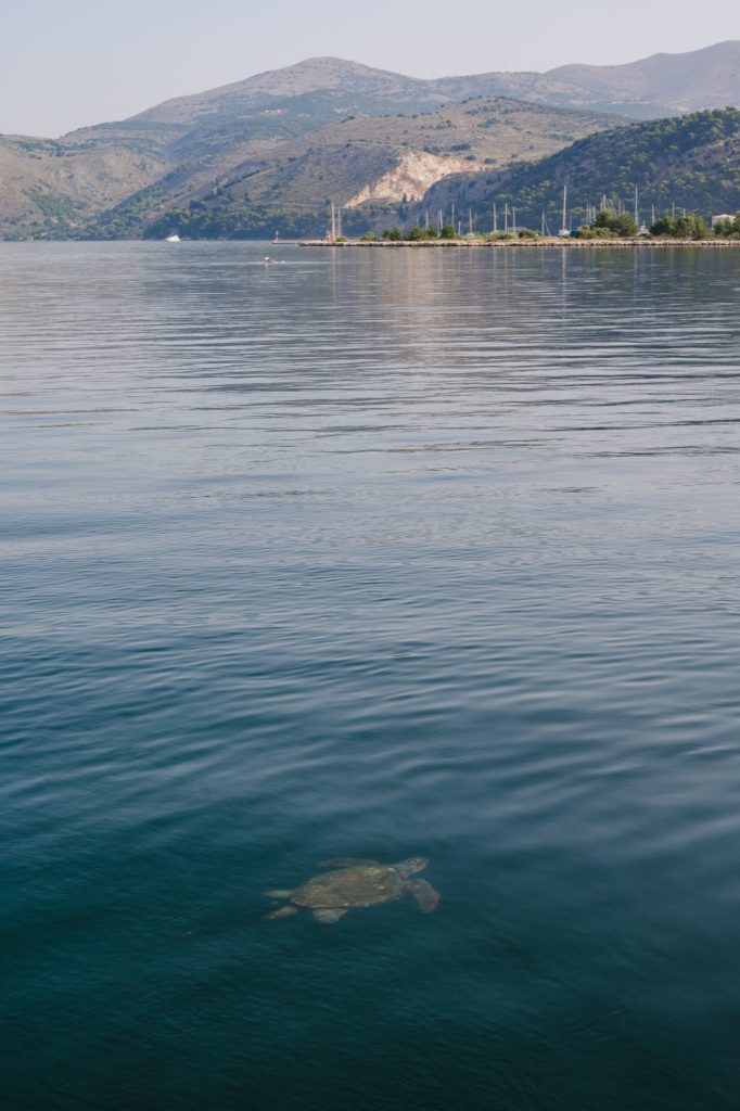 Fancy seeing a turtle on your honeymoon? Let's help you plan an amazing holiday.