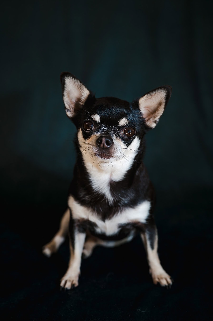 Olive the dog, One of Jakes (Cornwall wedding photographer) dogs