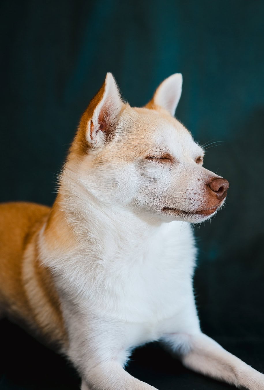 Peach the dog acting snooty posing for the camera