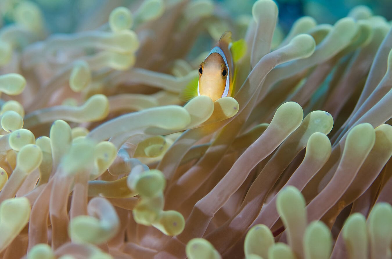 Red Sea Anemone Fish by Jake Timms Photography - Meet Jake