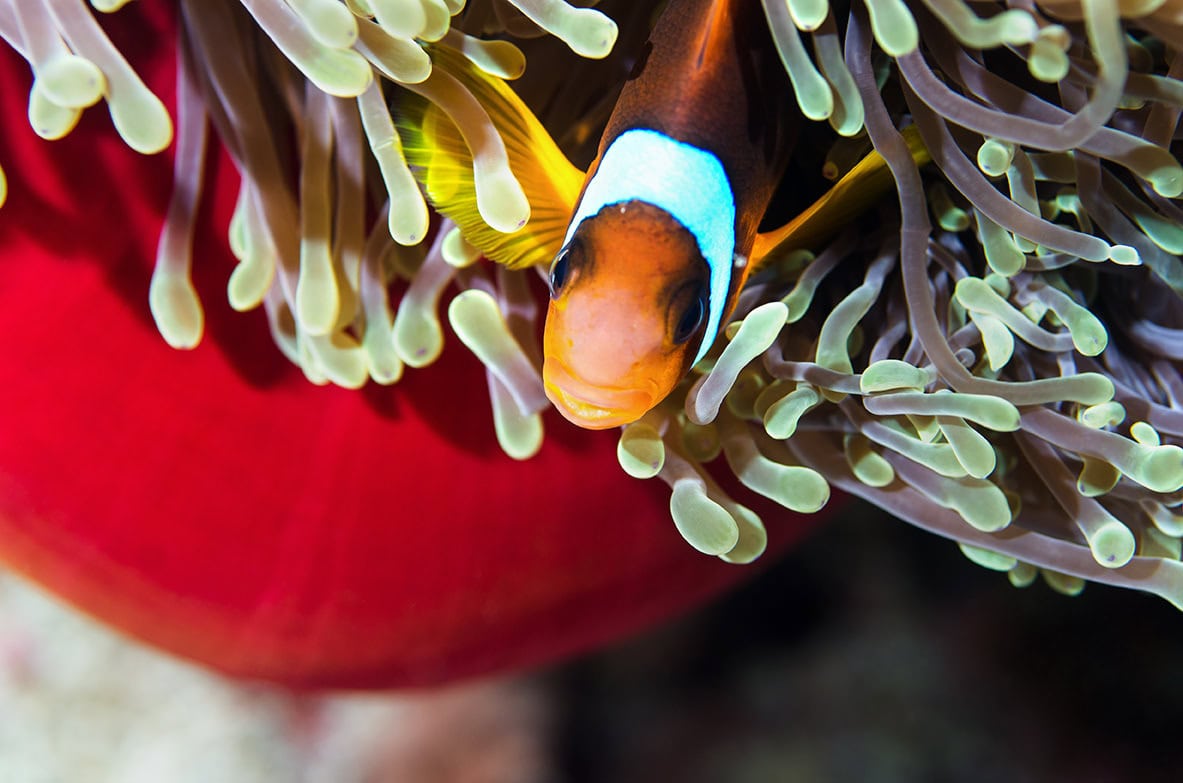 Birds eye view of red sea anemone fish taken whilst scuba diving in egypt - meet jake