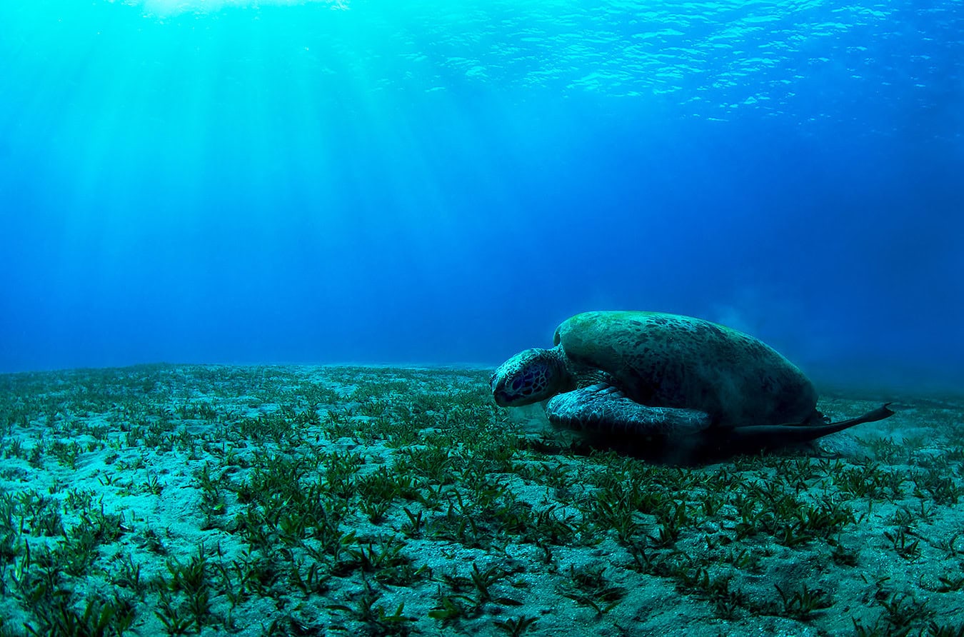 Turtle eating the sea grass off the bottom of the sea bed - Meet Jake