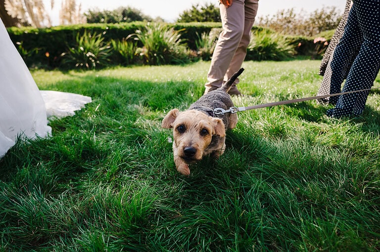Furry best friends at a wedding is a must