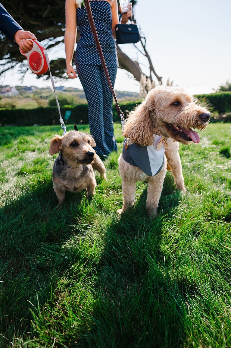 Dogs at weddings