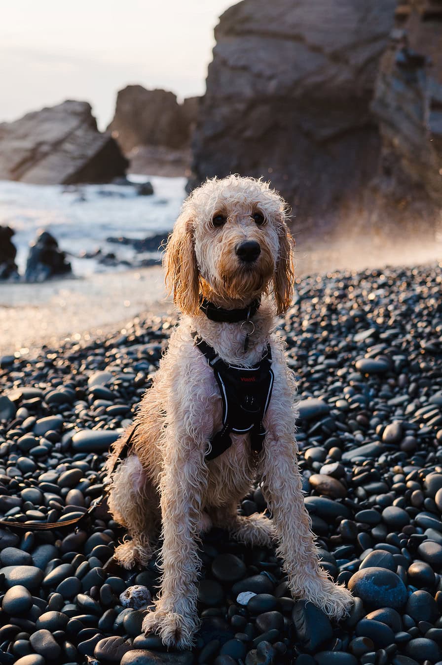 Dog beach portrait at Sandymouth during the happy couples Sandymouth Engagement Photo shoot