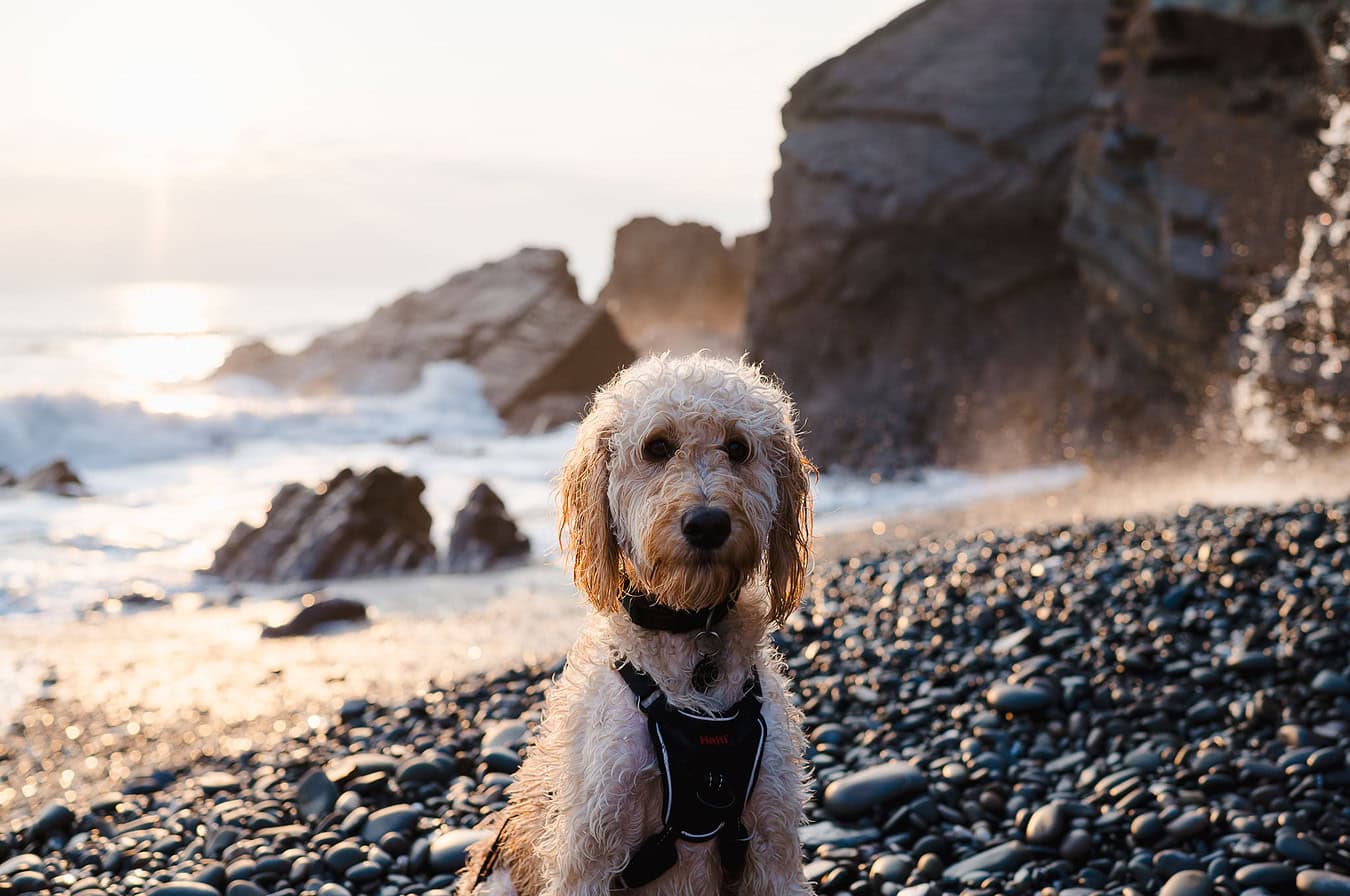 Sitting peacfully on Sandymouth beach as the gentle dog has his photo taken with the golden sea in the background
