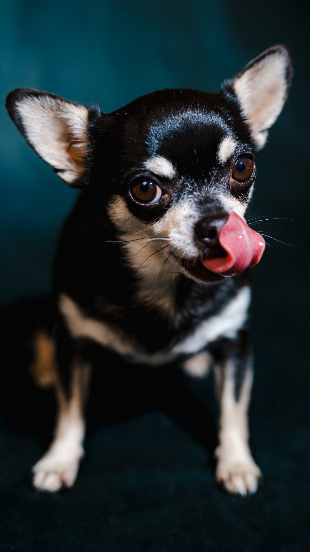 Olive licking her nose by Jake, Cheshire Wedding Photographer