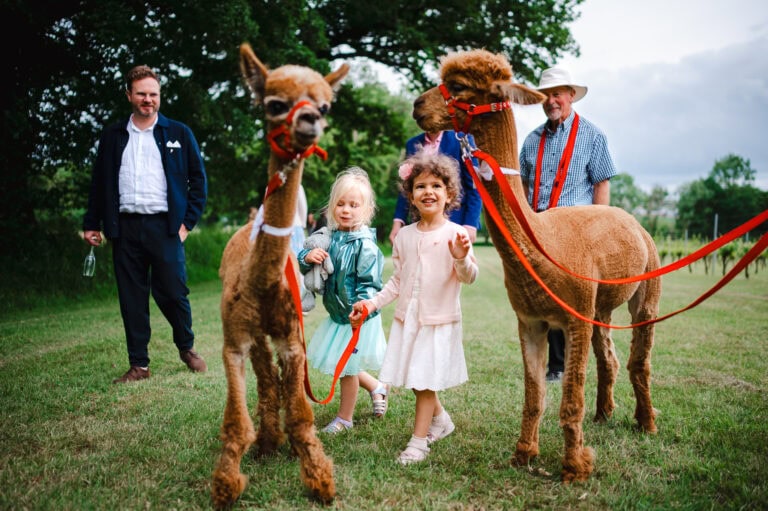 Alpacas at a wedding day, why not! The alpacas being walked along the fields at Froginwell