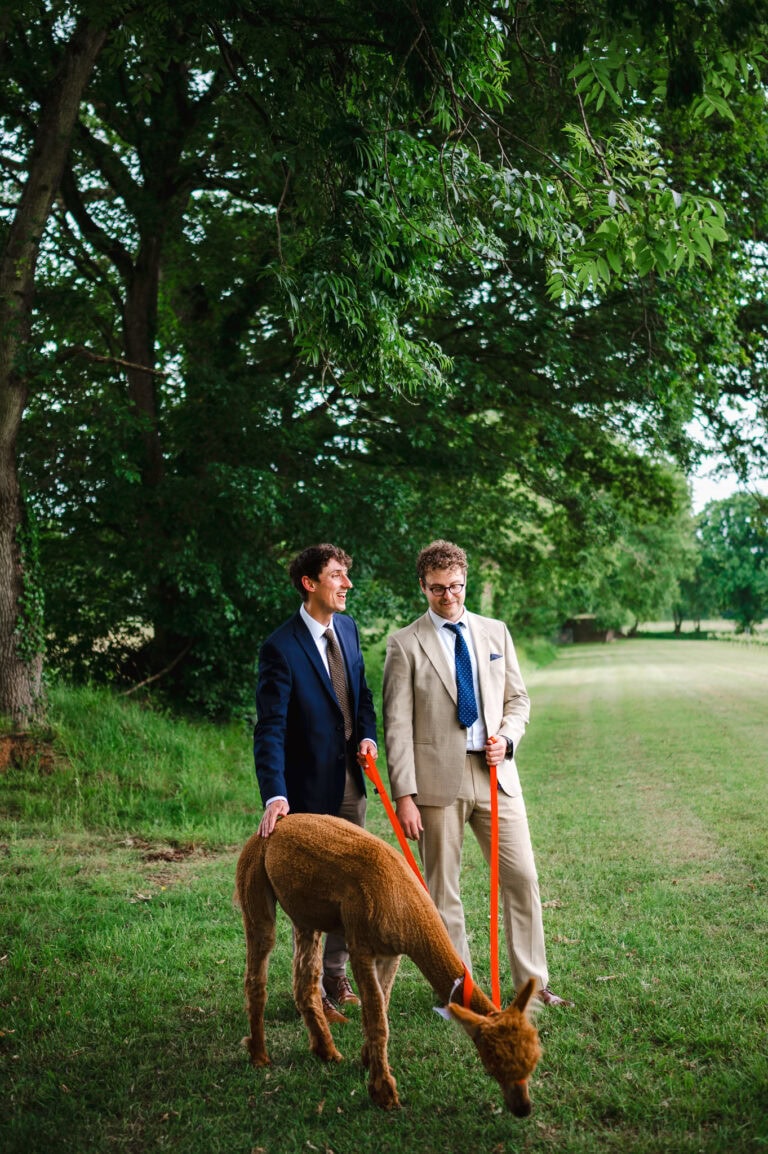 Standing, chatting and walking your alpaca. All goes hand in hand on a wedding day