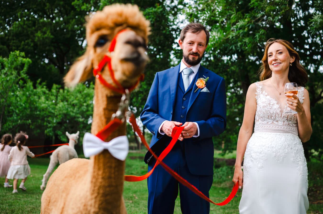 Bride and groom stand by their alpaca