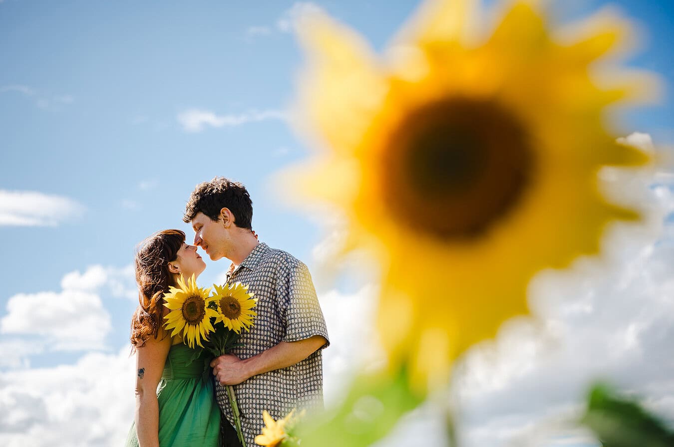 Happy Couple In Amongst the sunflowers in Cheshire